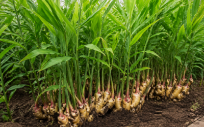 Zázvor jako potravina: když jídlo začne něco dělat